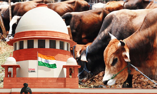 "Whose Fundamental Rights Affected?": Supreme Court Refuses To Entertain Plea To Declare Cow As National Animal Of India