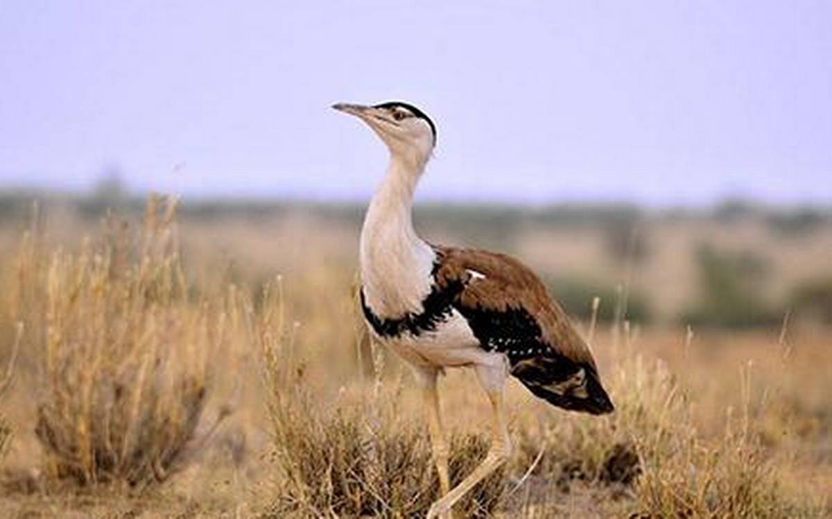 What Steps Are Being Taken To Protect Great Indian Bustard Karnataka 