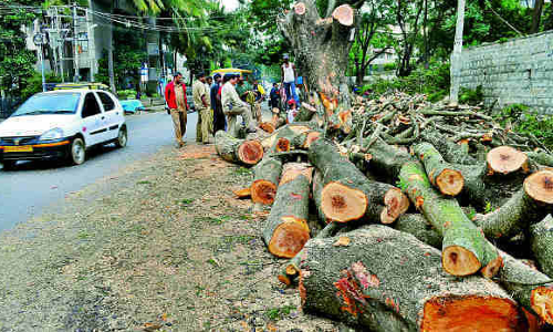 Read all Latest Updates on and about Cutting Of Trees