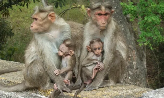 Karnataka High Court Takes Suo Motu Case On Gruesome Massacre Of Monkeys