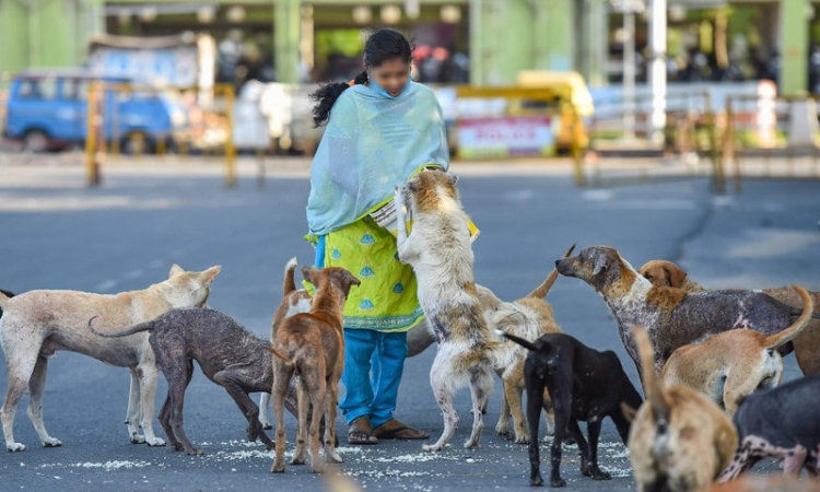 how many dogs are you allowed in a residential area