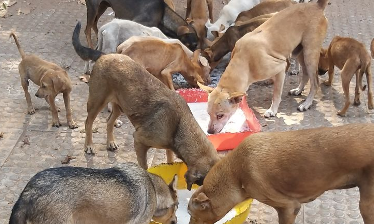 Right To Feed Street Dogs : Supreme Court Stays Delhi High Court Guidelines