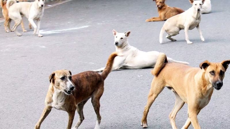 Stray Dog Menace Kerala High Court Questions State About Measures To 