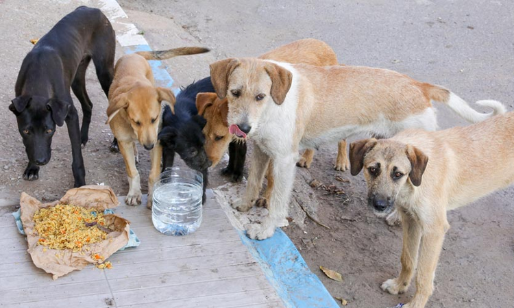 Supreme Court Stays Bombay HC Observation That People Who Feed