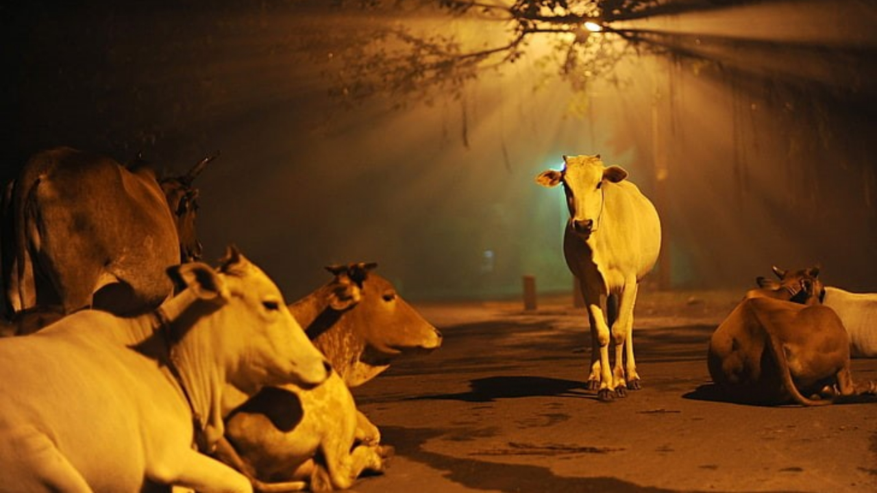 Religion Is Born Out Of Cow; Problems On Earth Will Be Solved The Day Cow Slaughter Is Stopped: Gujarat Court