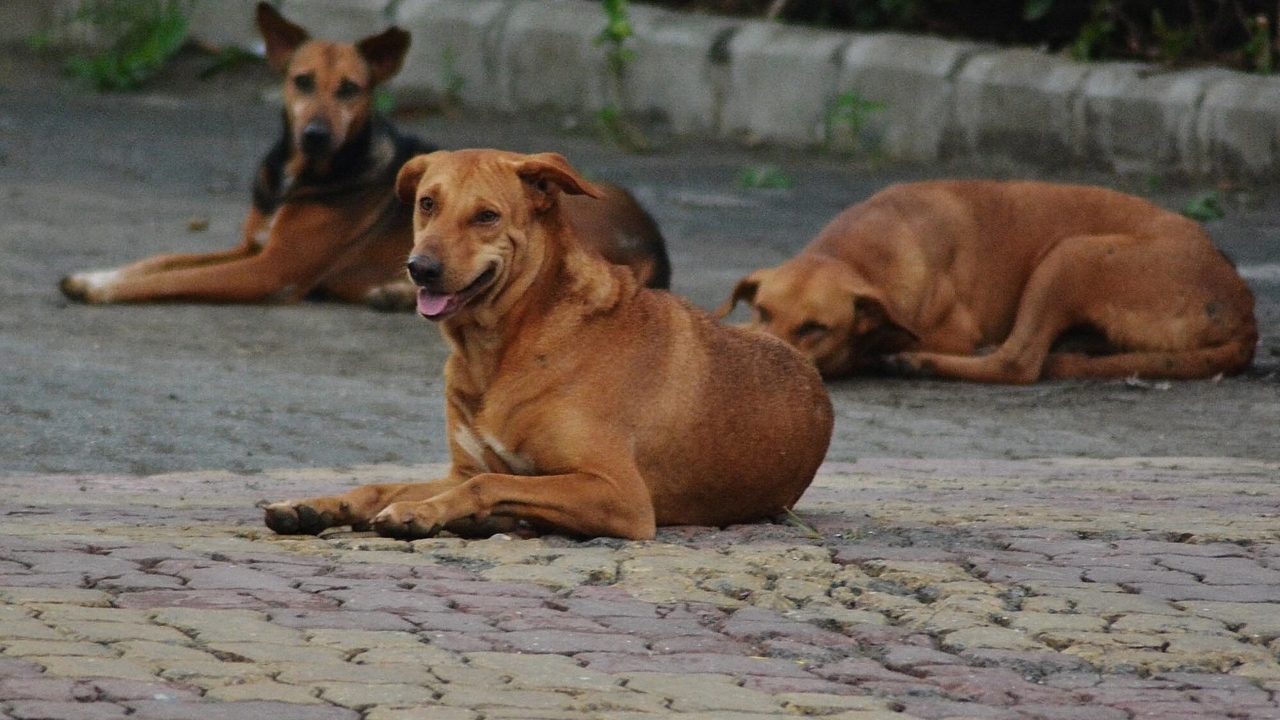 Rampant Dog Bite Cases: Meghalaya High Court Directs Shillong Municipal ...