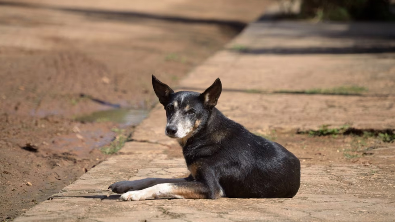 Court Orders Registration Of FIR Against Delhi Police Cop For Allegedly Assaulting Street Dog With Lathi, Picks Holes In Official Inquiry