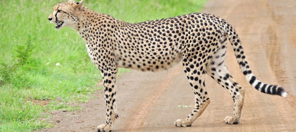 Concerned At Deaths Of 3 Cheetahs In Kuno, Supreme Court Asks Centre To Explore Alternate Sites