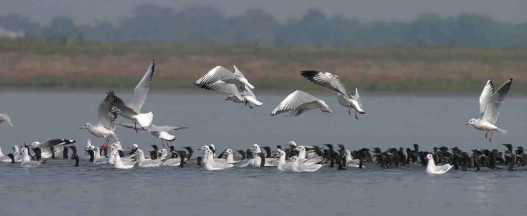 Gauhati High Court Halts De-Notification Of Deepor Beel Wildlife Sanctuary