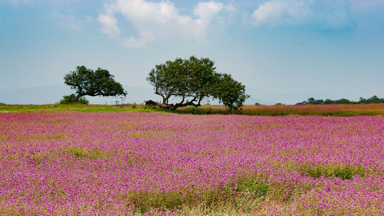 Plea Filed In NGT, For Protection Of UNESCO World Heritage Site ‘Kaas Plateau’