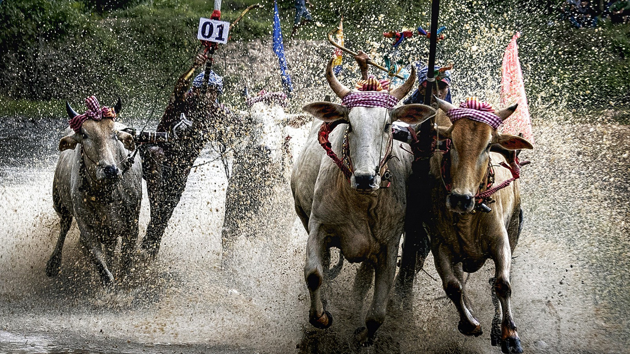 Banda Laagudu Poteelu: Andhra Pradesh High Court Refuses To Permit Bull Race, Says It is Prohibited Under Law