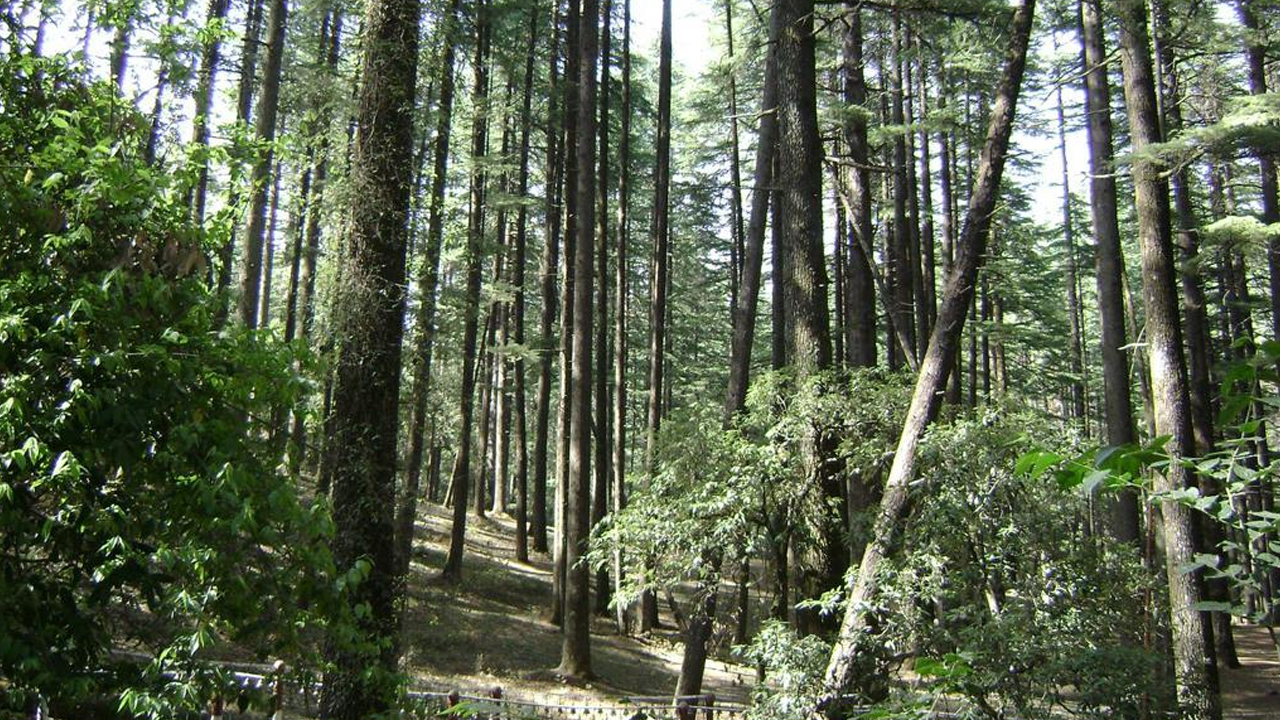 NGT Directs Uttarakhand Forest Department To Realise Punitive Cost For Illegal Tree Cutting In Nainital Forest Area