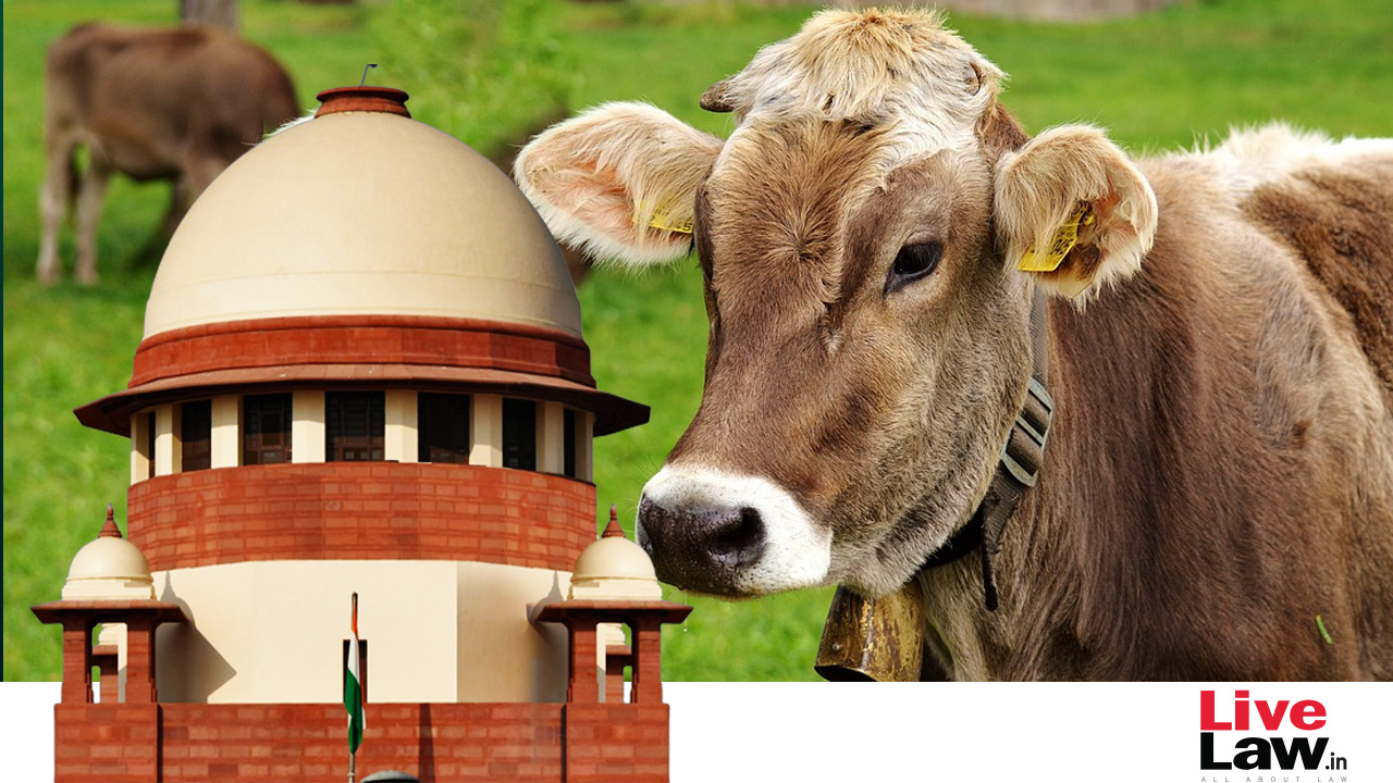 Prohibition Of Cow Slaughter To Be Decided By Legislature, Court Can't ...