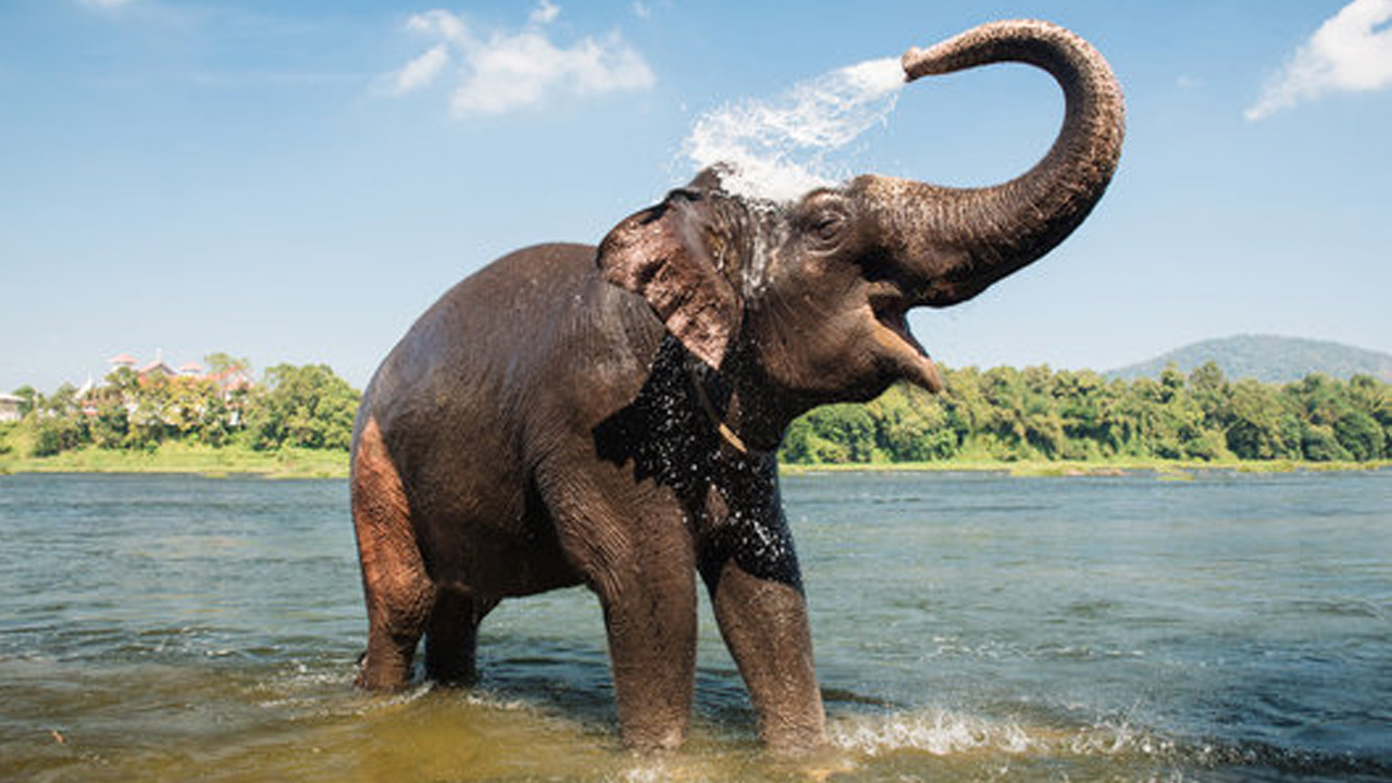 Elephants Should Get Required Rest: Kerala High Court Directs State To Produce Plan For Deployment Of Elephants During Festive Season