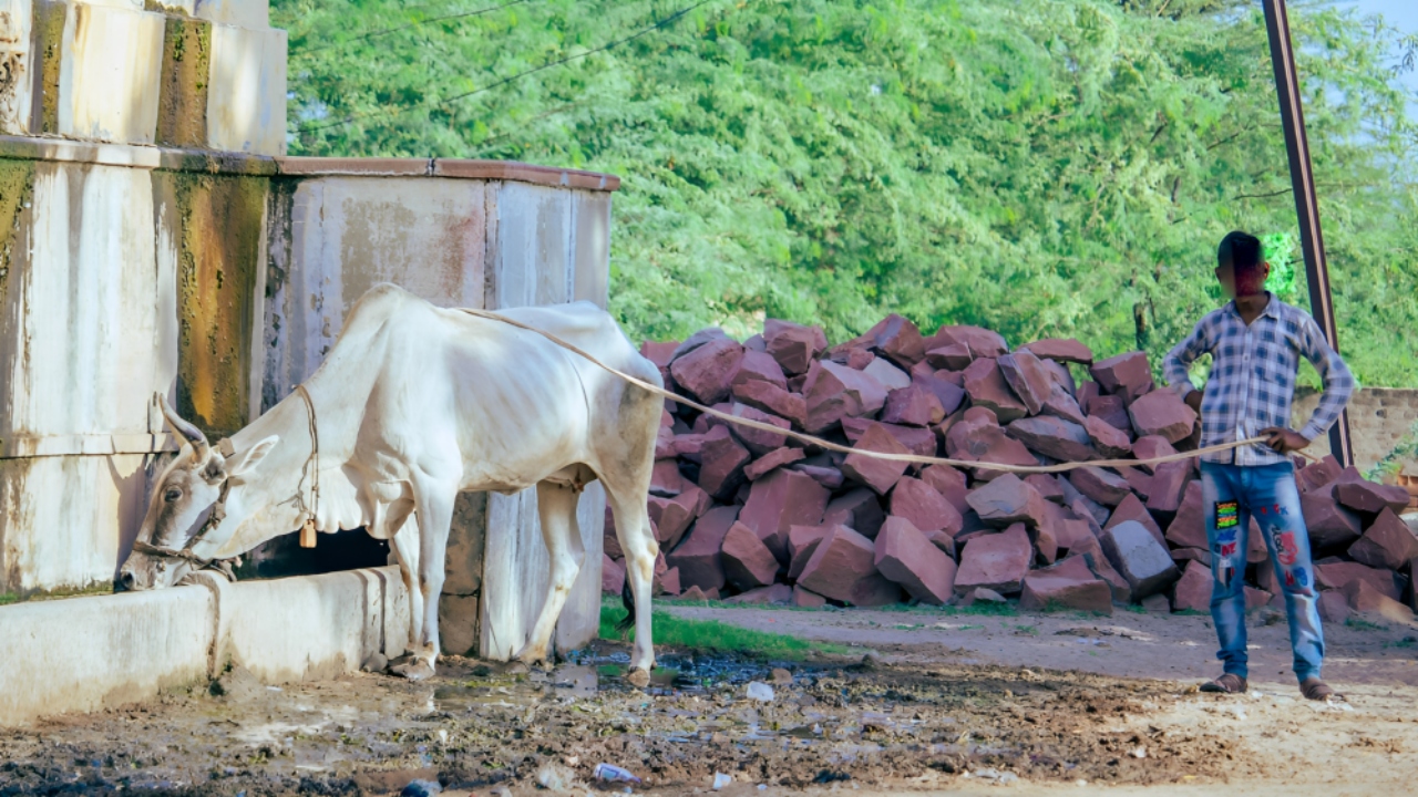 Merely Possessing, Transporting Cow Within State Wouldn't Amount To An Offence Under UP Cow Slaughter Act: Allahabad High Court