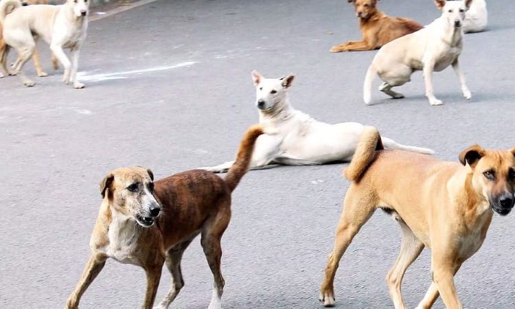 'There Has To Be An Enduring Solution' : Supreme Court On Stray Dog Issue In Kerala