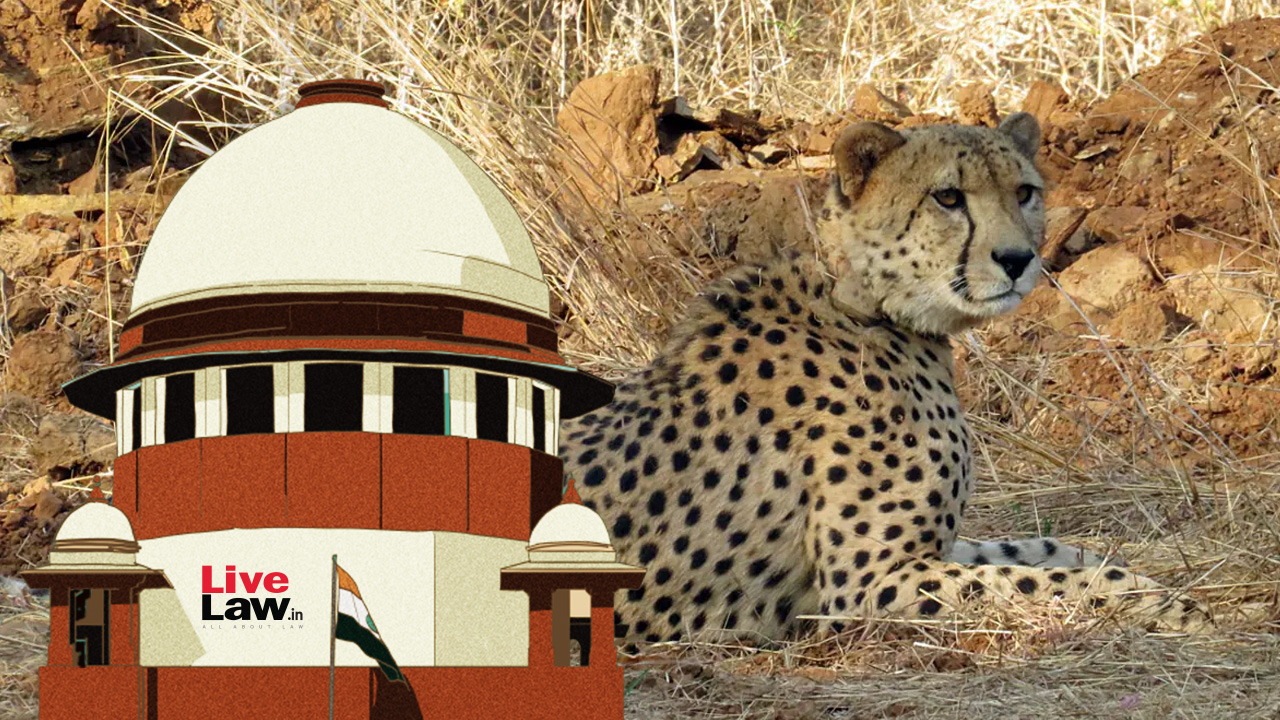 Kuno Cheetah Deaths| Mortalities Troubling But Not ‘Unduly Alarming’: Centre To Supreme Court