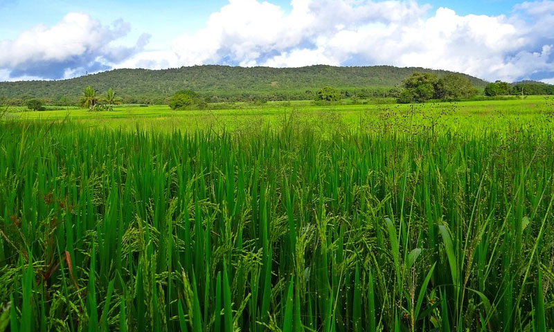 paddy-land-act-authority-must-consider-feasibility-of-paddy-cultivation-while-deciding-plea-to