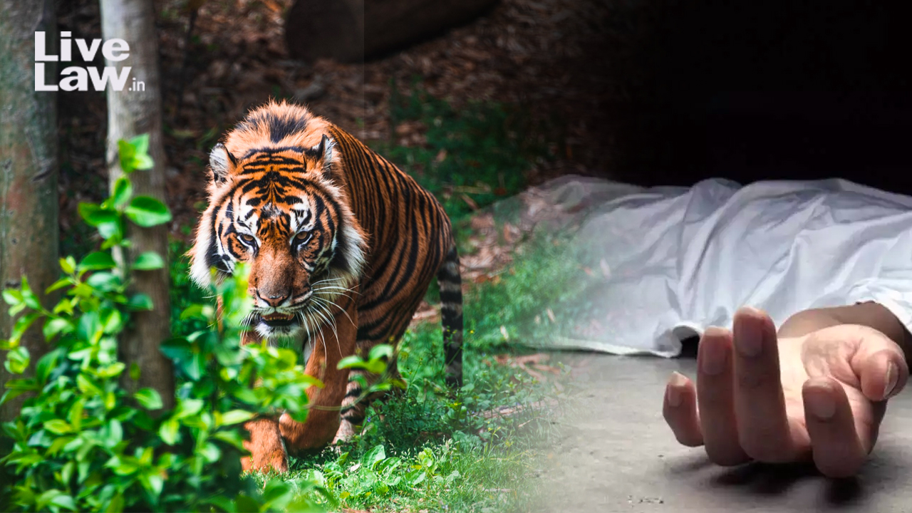 Kerala High Court Dismisses Plea Challenging Order To Shoot Man Eating Tiger In Wayanad Imposes