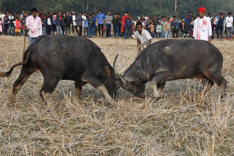 Gauhati High Court Issues Complete Ban On Buffalo & Bulbuli Bird Fights In Assam