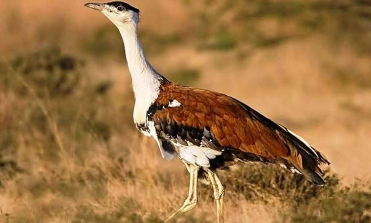 Protection Of Great Indian Bustard: Supreme Court Relooks Earlier Directions On Undergrounding Powerlines, Forms Expert Committee