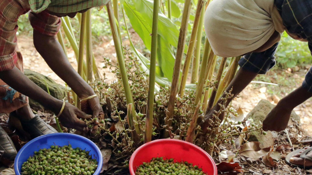 Land Used For Cardamom Plantation Can't Be Changed Without Collector's Permission, NOC Mandatory For Any Construction: Kerala High Court