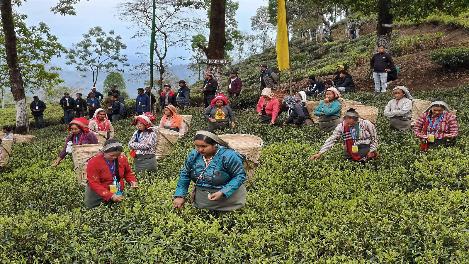 Calcutta High Court Directs Govt To Finalise Minimum Wage Of Tea Plantation Workers Within 6 Weeks, Calls It A Statutory & Legal Right