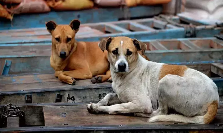 Karnataka High Court Issues Notice On Plea Questioning RFP Issued For Microchipping Of Stray Dogs In Bengaluru