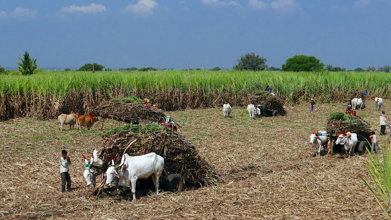 Shackled In Sugar: Unjust Labour Practices In Maharashtra's Sugar Industry