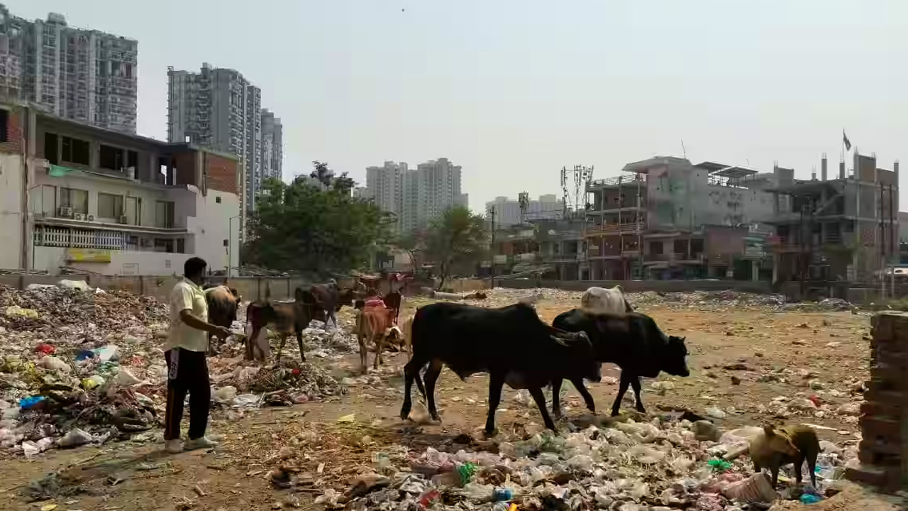 Citing Inability Of Authorities To Prevent Cattle Feeding On Garbage, Delhi HC Orders Shifting Of Dairies Located Near Landfill Site