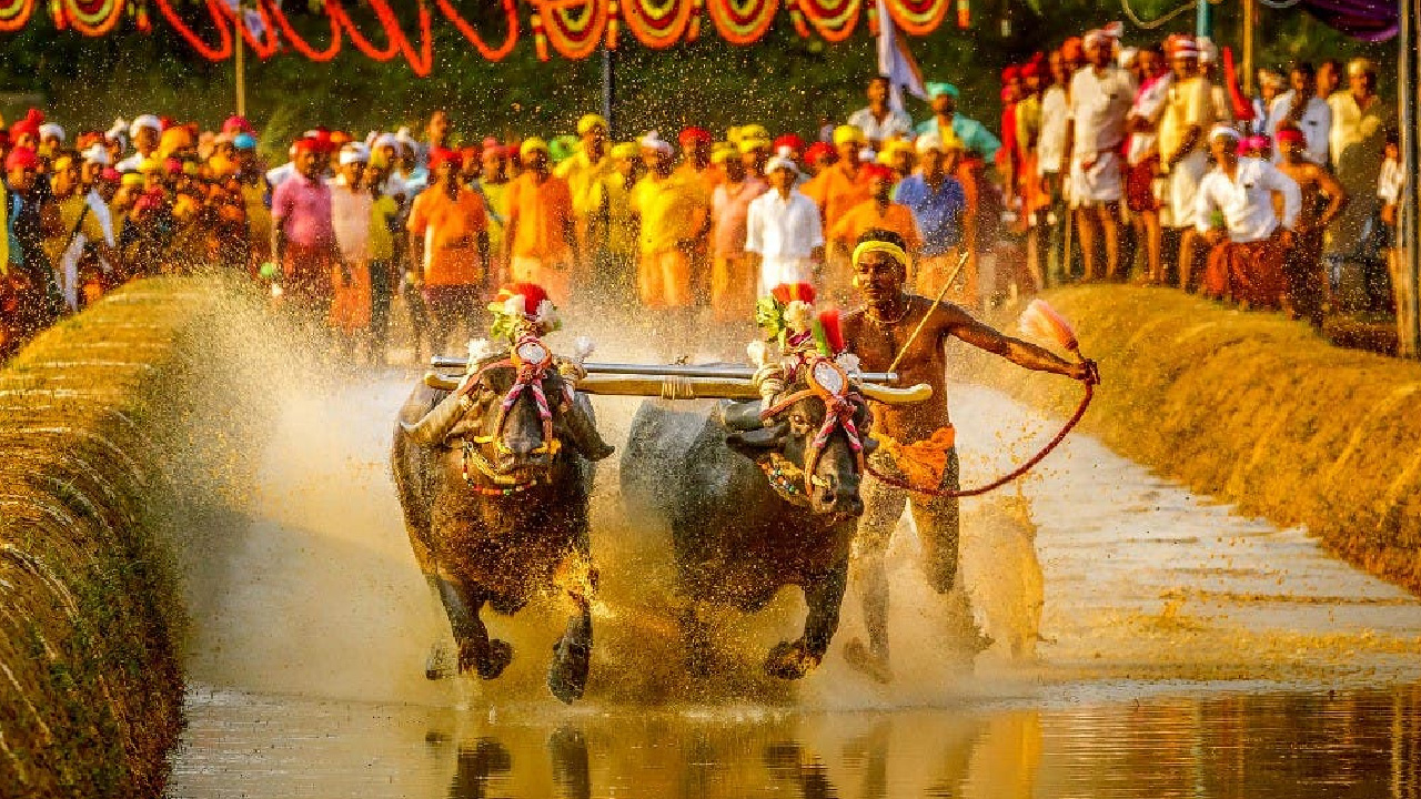 Karnataka's Cultural Pride, 'Kambala' To Be Celebrated Nationwide: State Opposes PETA's Plea in High Court