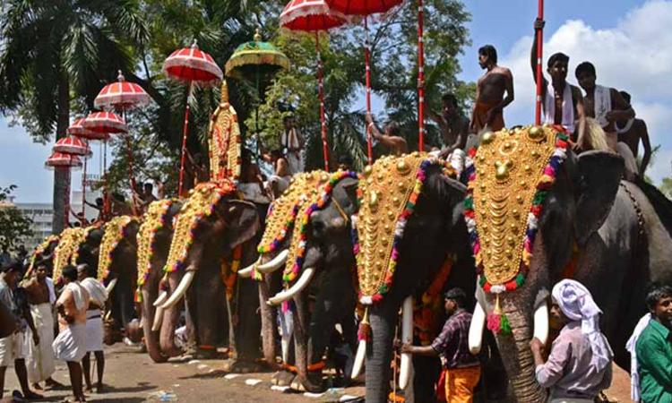 Elephant Fitness Certificate, 3-Days Rest, 3-Hrs Cap On Parading: Kerala HC Issues Directions To Prevent Cruelty During Temple Festivals