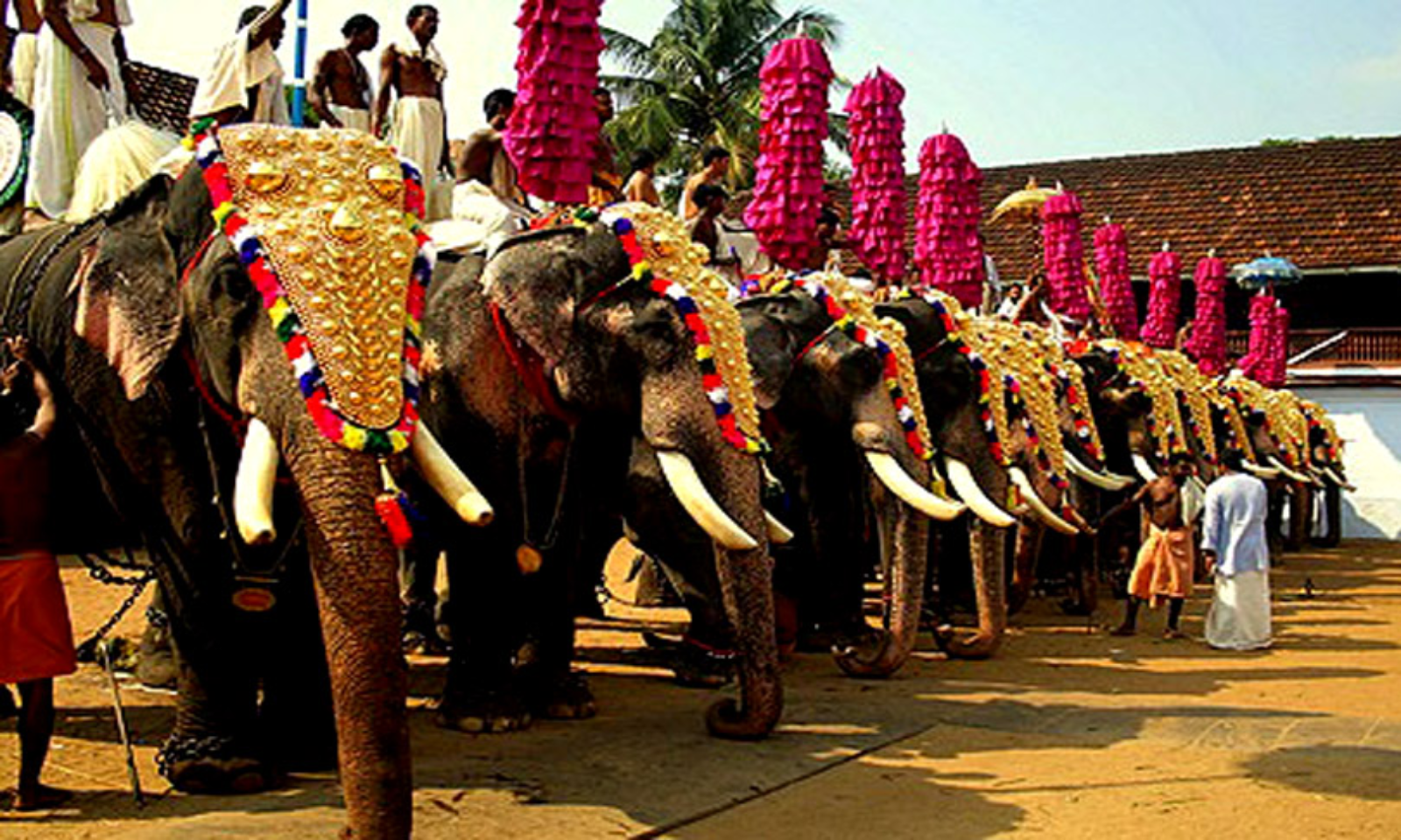 Ban Commercial Hiring And Leasing Of Elephants, Suggests Amicus ...