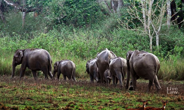 Elephant Corridor: Supreme Court Allows Transfer Of Nilgiris District ...